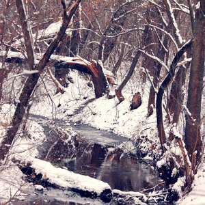 在霜冻的早晨，满是雪的森林和白雪覆盖的树木