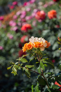 花园里盛开着美丽多彩的玫瑰