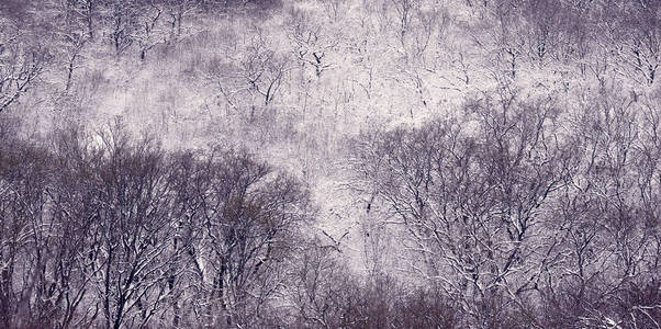 在霜冻的早晨，满是雪的森林和白雪覆盖的树木