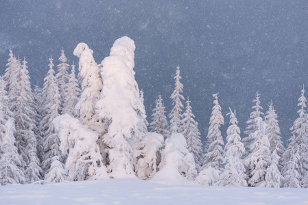 云杉在山上山雪