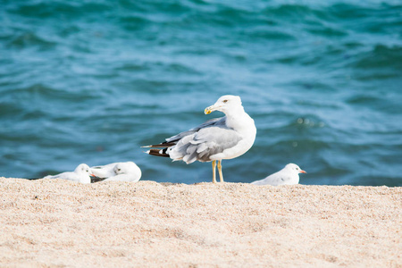 海背景素材图片 海背景图片素材下载 摄图新视界 海背景素材图片 海背景图片素材下载 摄图新视界
