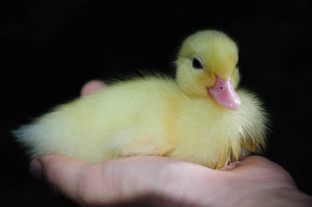 新出生的小鸭手里拿着小可爱的新生小鸭照片