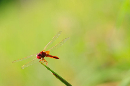 草地上美丽的红蜻