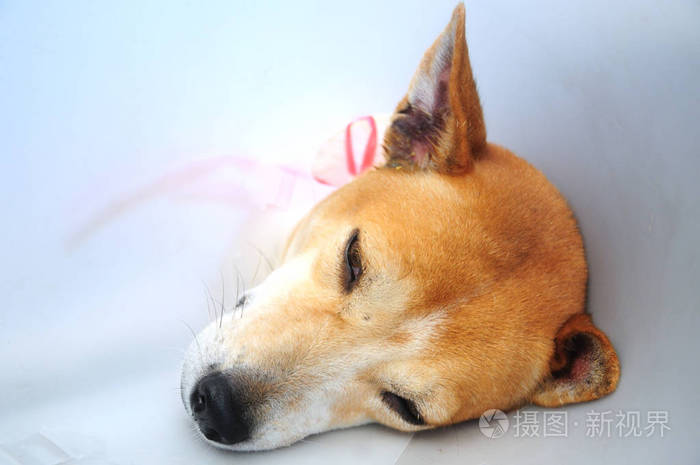 手术后戴漏斗领的狗