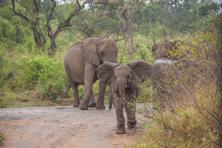 南非野生公园里的大象