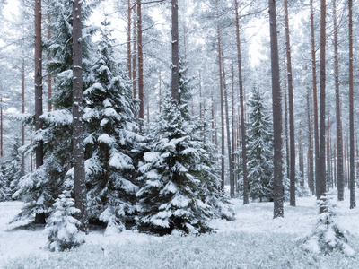 在冬季圣诞节期间，云杉树被新鲜的雪