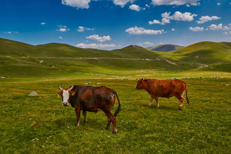 在山谷里吃新鲜草的奶牛