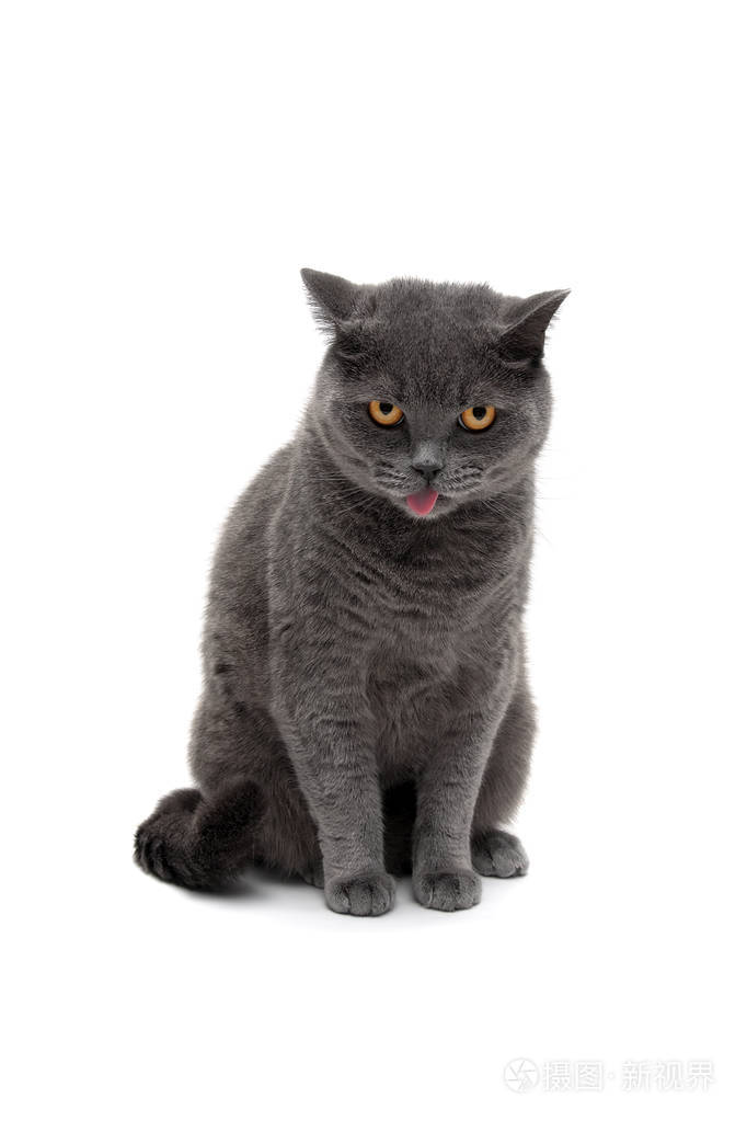 灰色猫品种图片