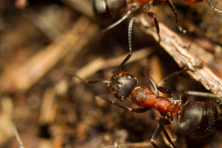 蚂蚁上的蚂蚁准备回家过冬.照片