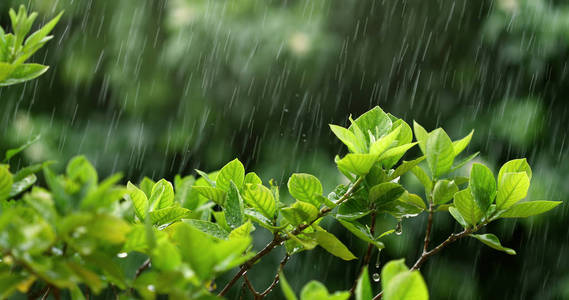 寰雨下的自然鲜绿叶枝