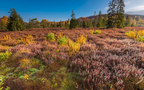 Bieszczady 卡帕西亚山秋季多彩植物区系