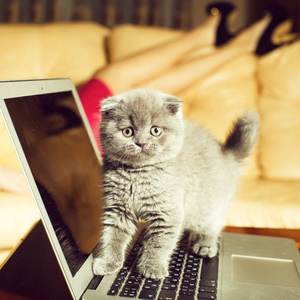 小猫正坐在笔记本电脑上