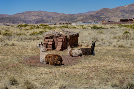 驼在瓦那库玻利维亚