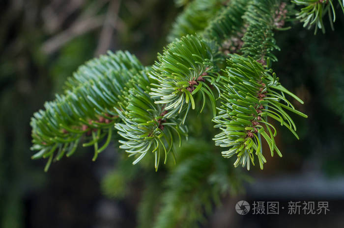 冷杉分枝在圣诞树