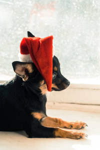 一只戴着圣诞帽子的狗