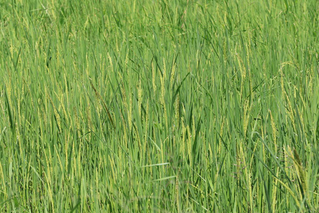 泰国农业地区的绿色水稻植物
