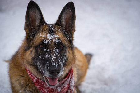 德国牧羊犬看着摄像头, 鼻子被雪覆盖着