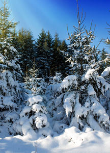 冬天的雪冷杉树