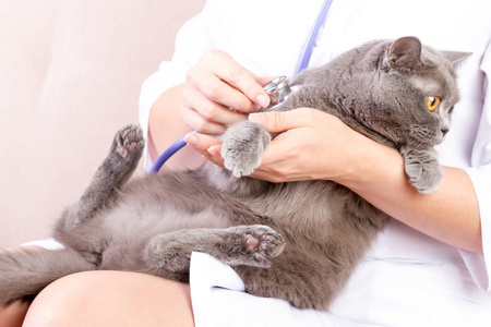 兽医做在诊所体检时听一只猫图片