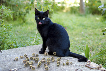 猫附近的弓形虫寄生虫图片