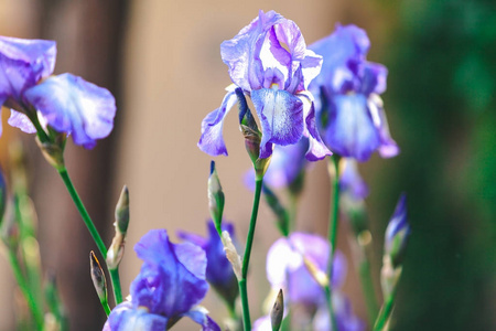 美丽的丁香花虹膜特写