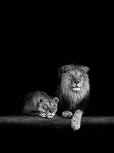 狮子和母狮, 动物家庭。黑暗中的肖像