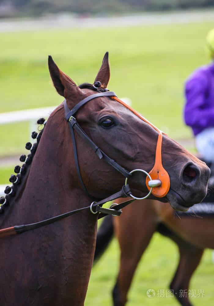 赛道上一匹赛马的特写肖像