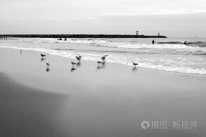 海北部海滩白色黑海鸥船岸石头口岸天际