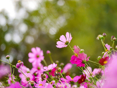 美丽的晴天花园里的粉红色宇宙花