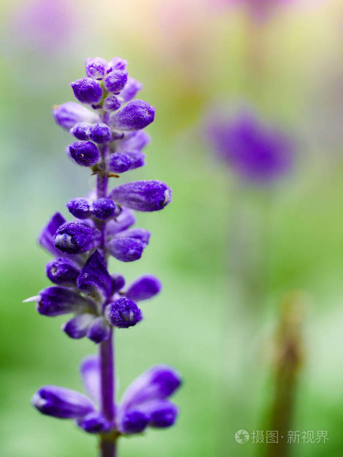 美丽的紫色薰衣草花背景