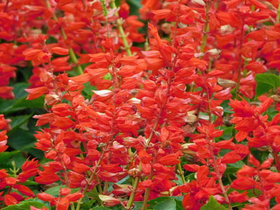 在春天盛开的丹参黑老虎红丹参花田红丹参农场在丹参的画布上涂上山水