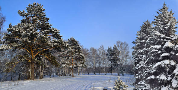 雪后森林阳光明媚的冬季景观