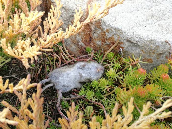 花园里的死田鼠躺在后面