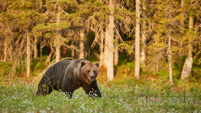 棕色在森林里的熊