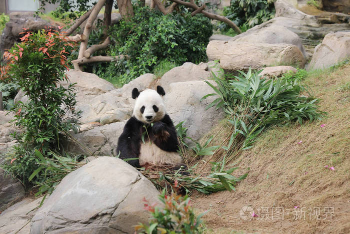 巨型黑白熊猫吃竹叶