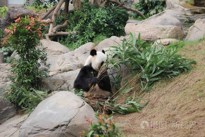 巨型黑白熊猫吃竹叶