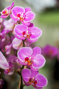 花园里的兰花花