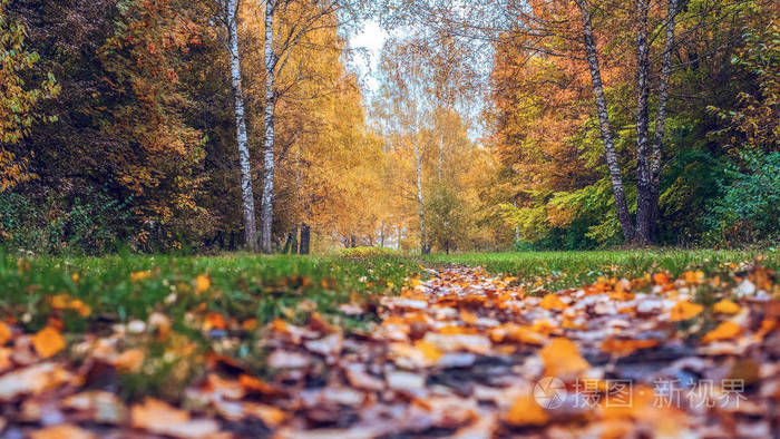 秋天的森林。美丽的背景, 公园在明亮的树叶。下午在树林中的道路。绿色和橙色自然背景在雨以后。布满树叶的道路
