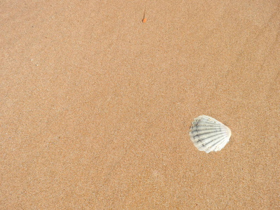 海滩上的贝壳