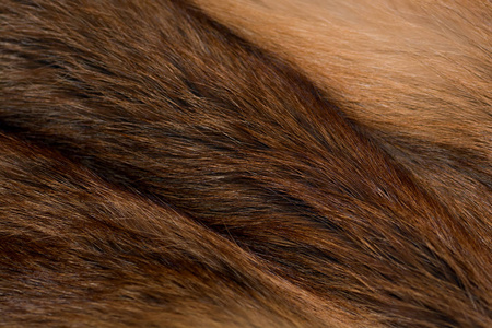 狐裘优雅豪华的红狐裘照片