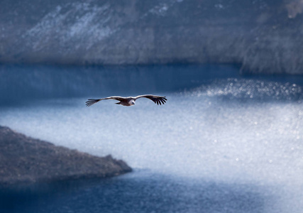 鹫秃鹫飞越 Uvac 河峡谷