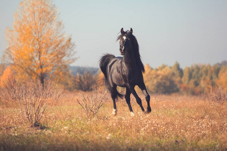 黑阿拉伯马奔跑在树和天空背景在秋天