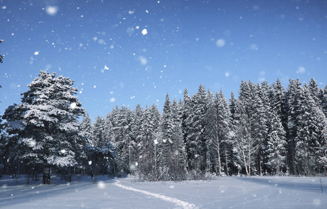 冬雪中的神奇松树林