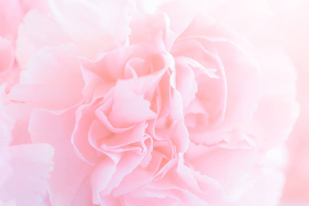 粉红色康乃馨花束。 软过滤器。