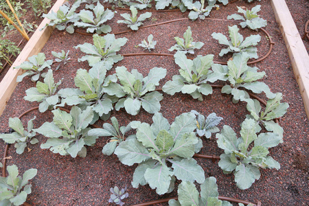 菜园里的卷心菜植物与自动灌溉系统 ag