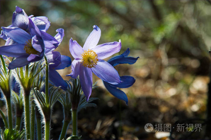 春天的风景 在野外生长的花 春花提拉 常见的名称包括紫花或紫花 风花 草原番红花 复活节花和草甸葵 照片 正版商用图片107wdg 摄图新视界