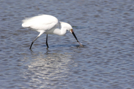 水鸟雪白鹭图片