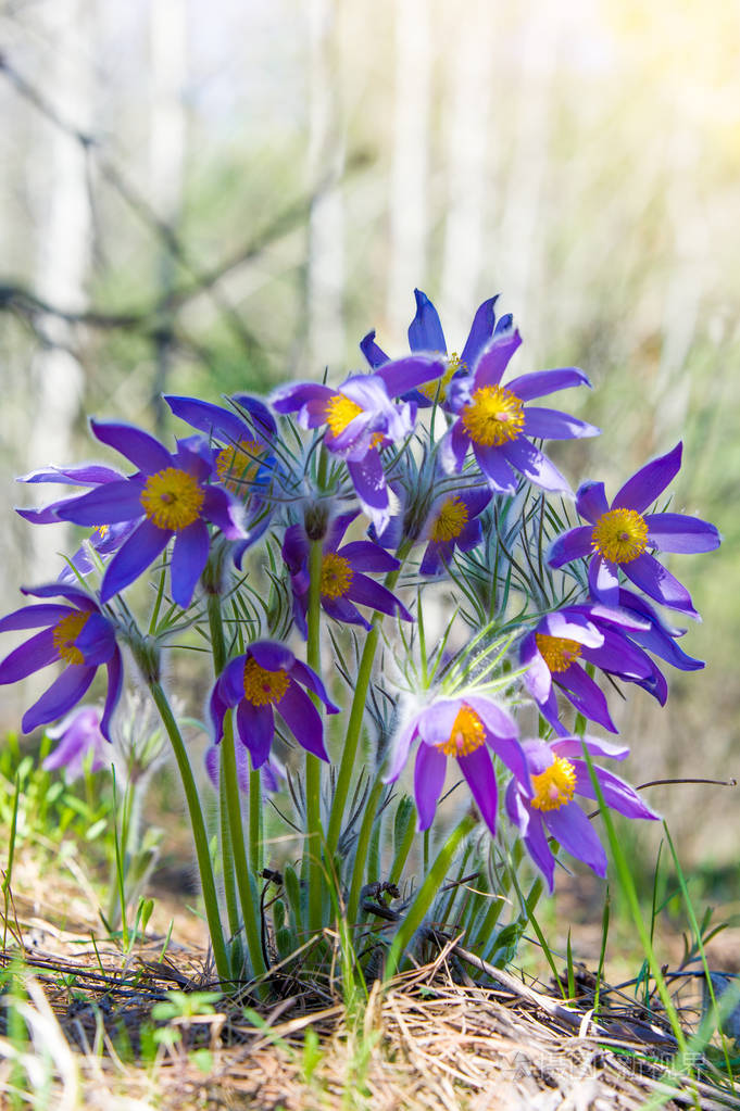 春天的风景.在野外生长的花.春花提拉.