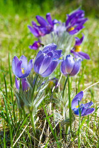 春天的风景。在野外生长的花。春花提拉..常见的名称包括紫花或紫花风花草原番红花复活节花和草甸葵。