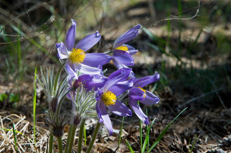 春天的风景。在野外生长的花。春花提拉..常见的名称包括紫花或紫花风花草原番红花复活节花和草甸葵。